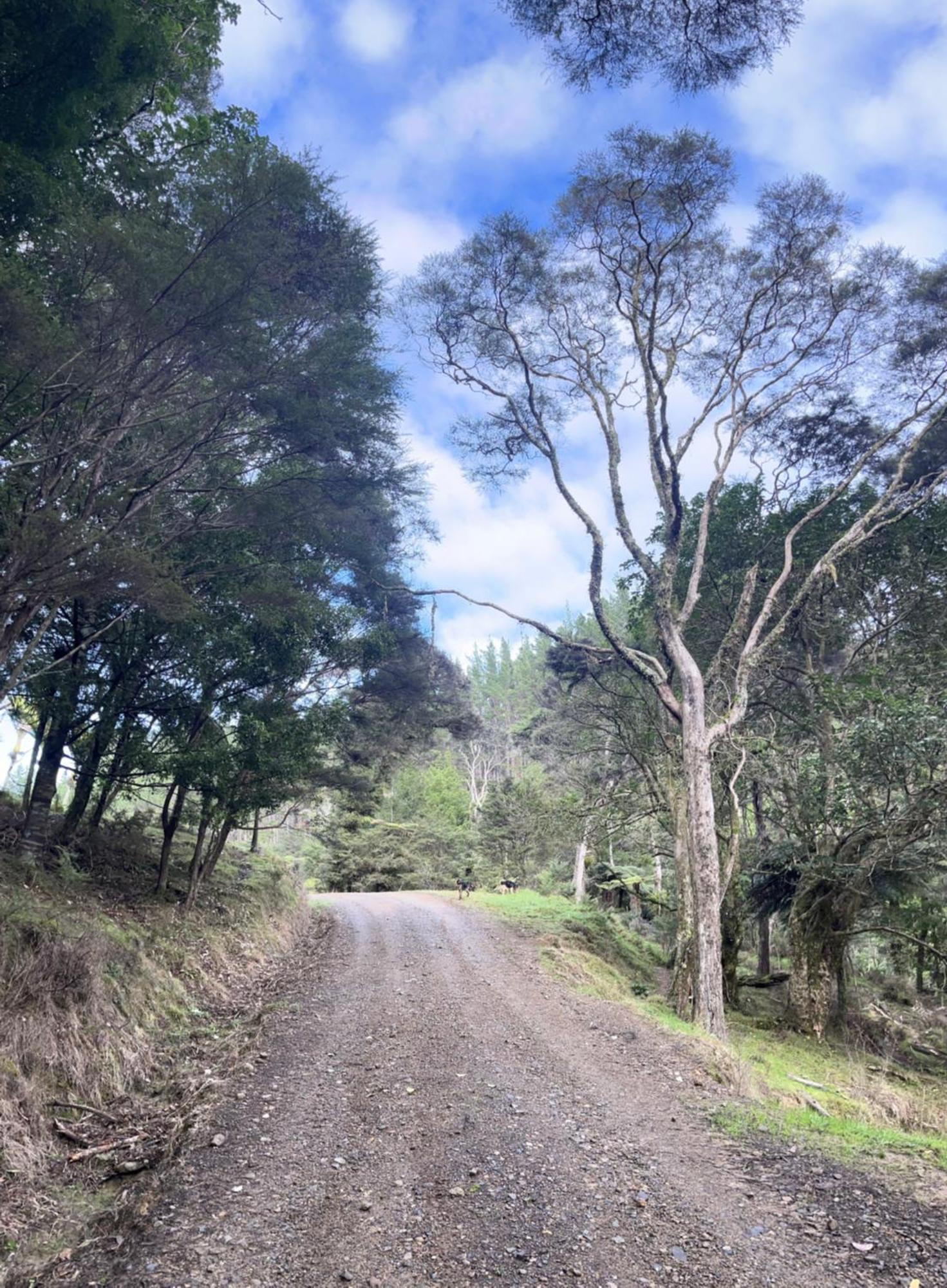 White Star Station Farm Holiday Park Coromandel ภายนอก รูปภาพ